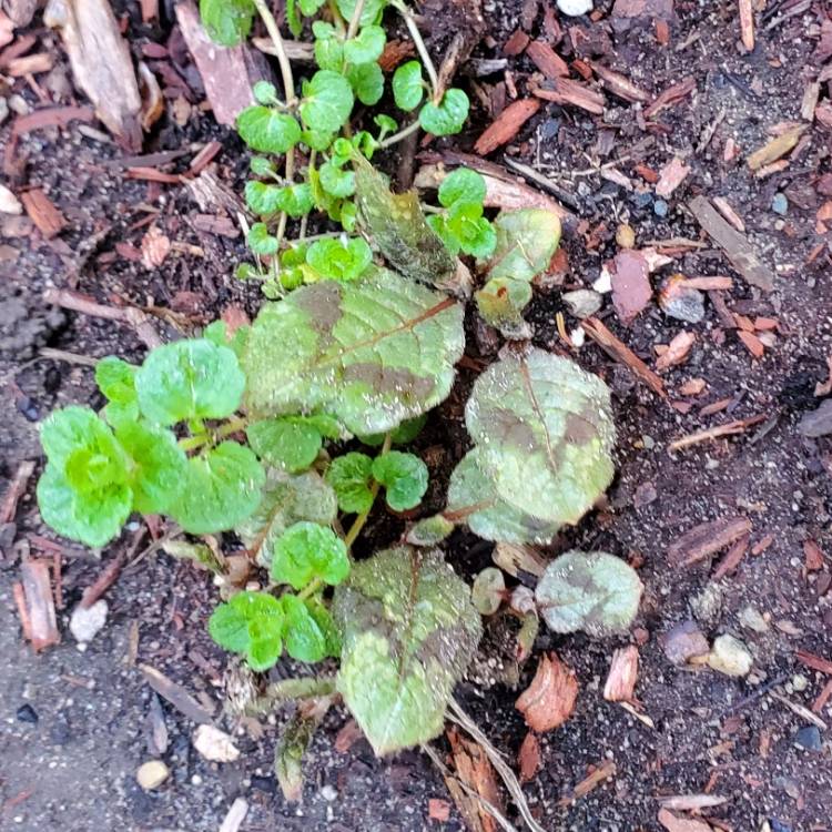plant image 1705681 plant image 1705681