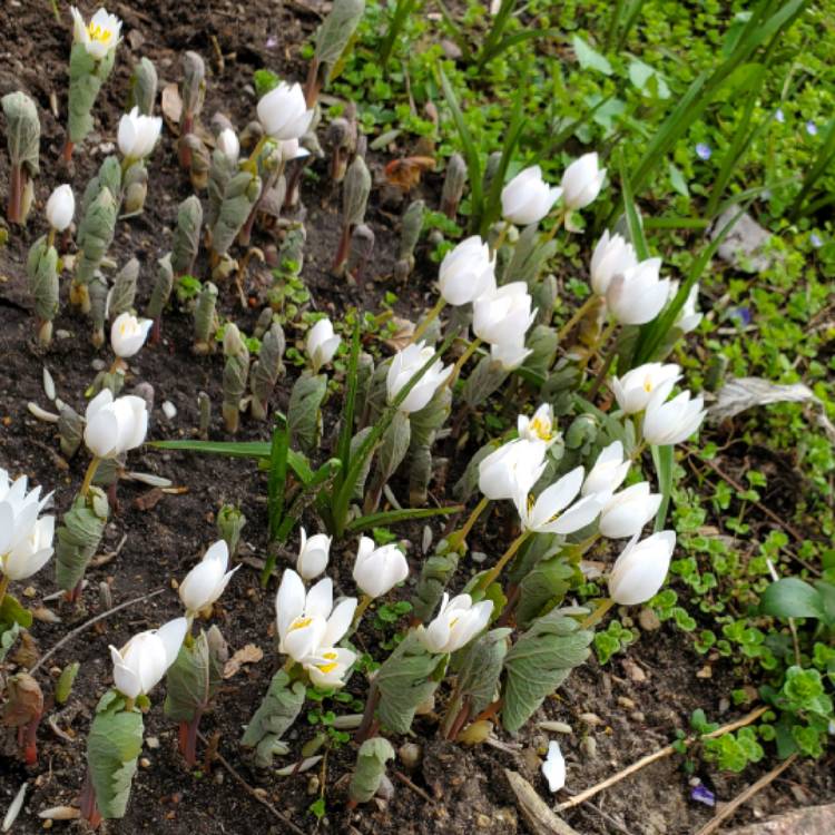 plant image 1705799 plant image 1705799