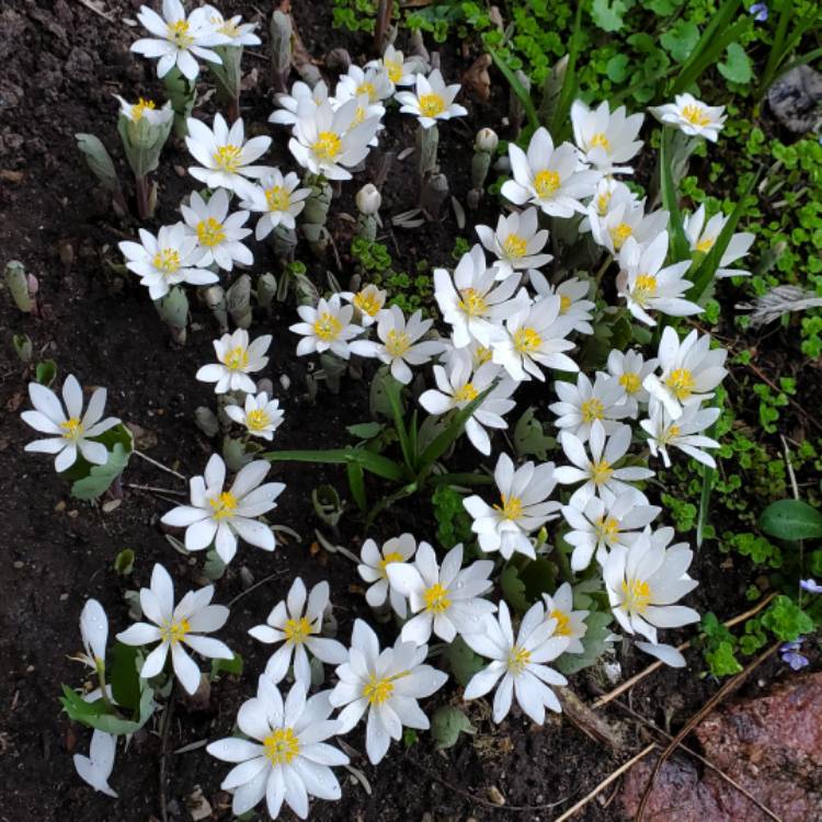 plant image 1705936 plant image 1705936