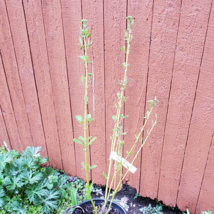 plant image 1705952