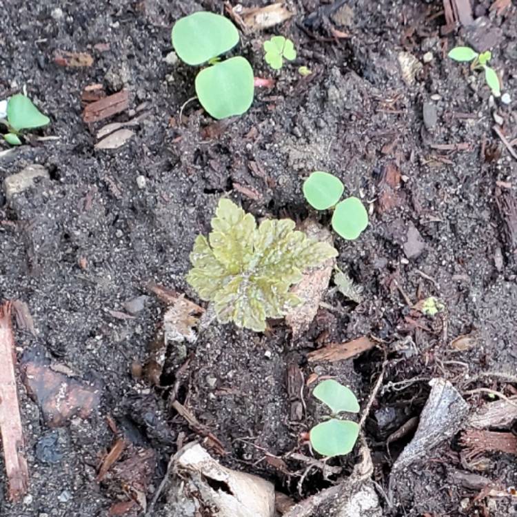 plant image 1706191 plant image 1706191