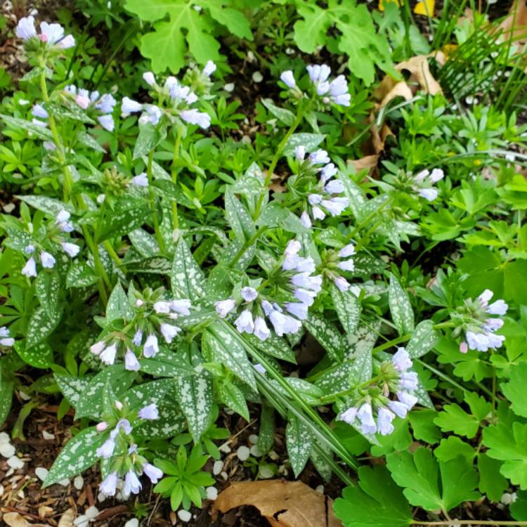 plant image 1706672 plant image 1706672