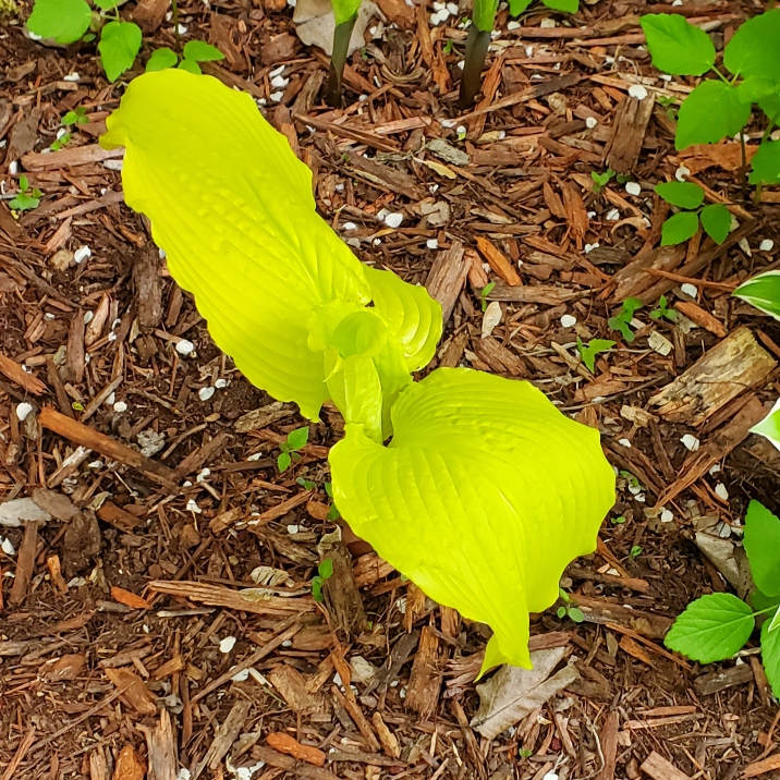 plant image 1707132 plant image 1707132
