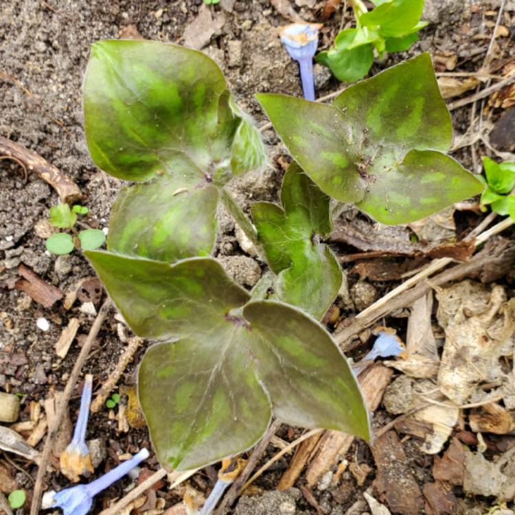 plant image 1707141 plant image 1707141