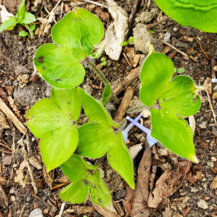 plant image 1707143 plant image 1707143