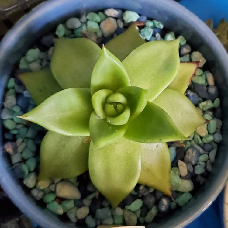 plant image 1707440 plant image 1707440