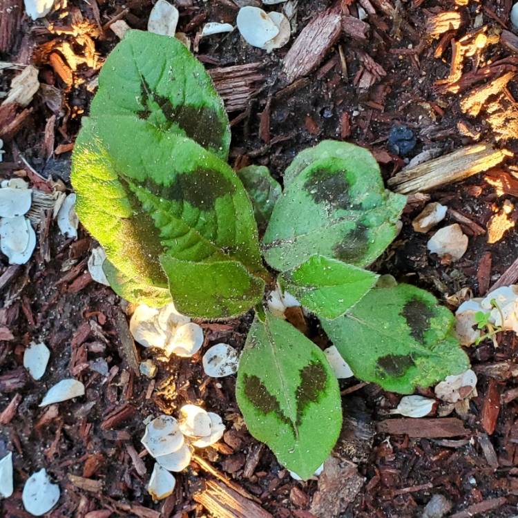 plant image 1707700 plant image 1707700