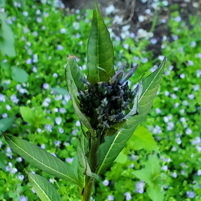 plant image 1707701