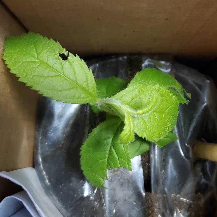 plant image 1708639 plant image 1708639