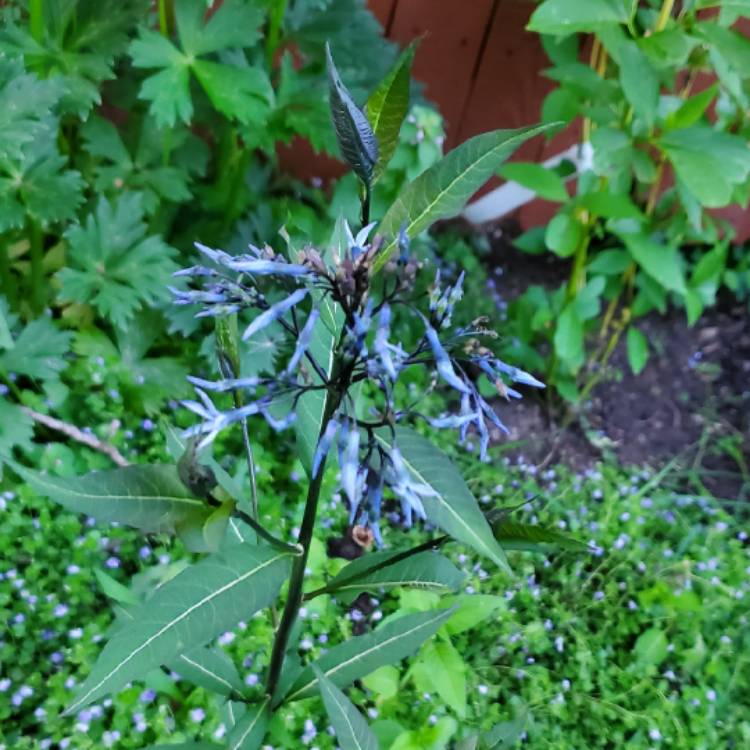 plant image 1708753