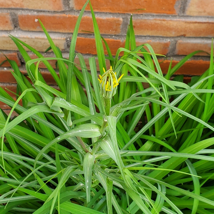 plant image 1708858 plant image 1708858