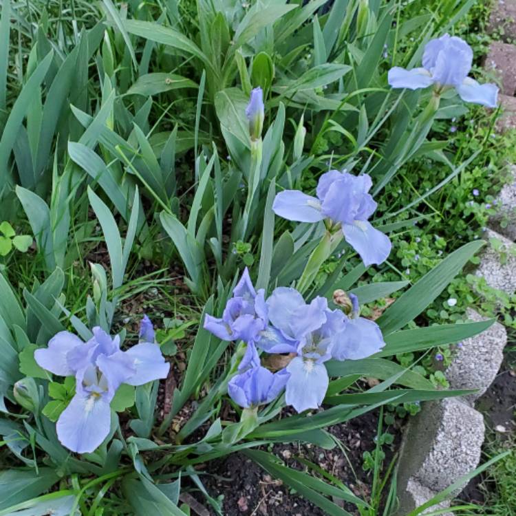 plant image 1708897 plant image 1708897