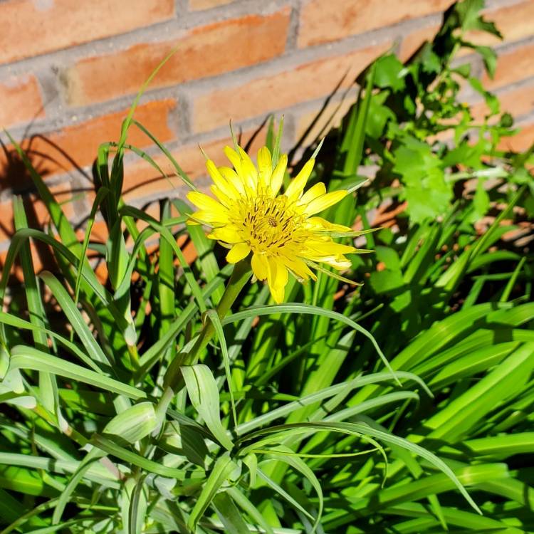 plant image 1709015 plant image 1709015