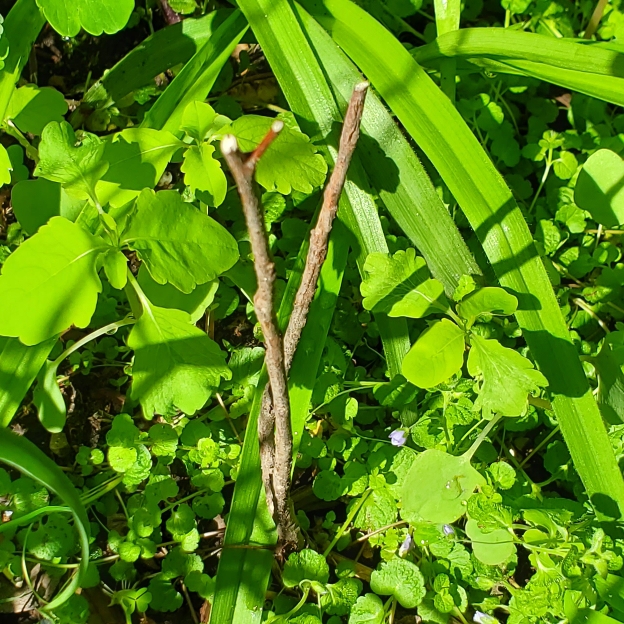 plant image 1709016 plant image 1709016