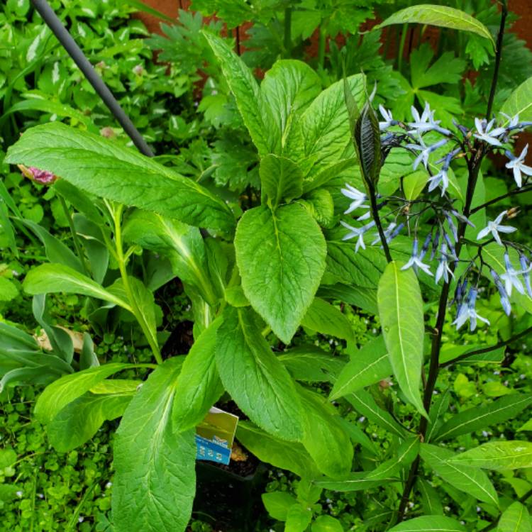 plant image 1709695 plant image 1709695