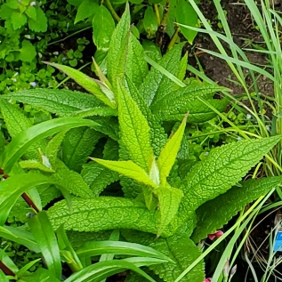 Plant image Eupatorium Perfoliatum