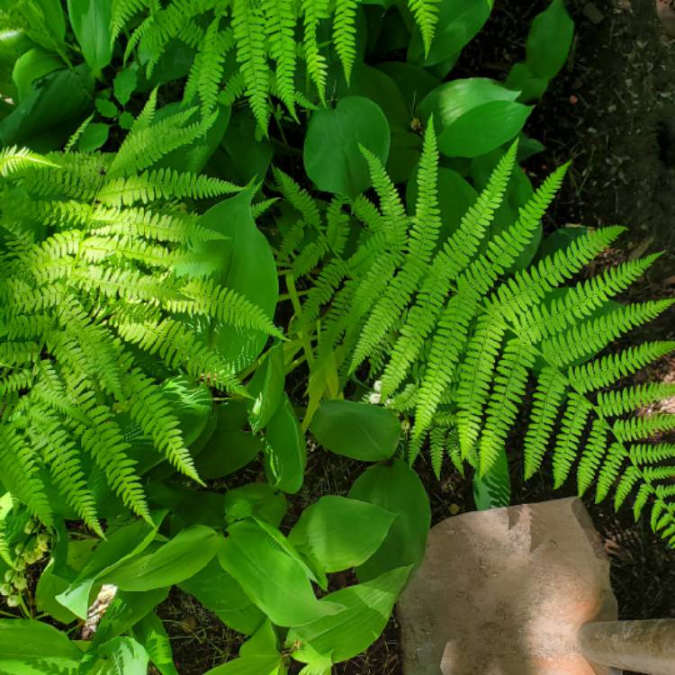 plant image 1709727 plant image 1709727