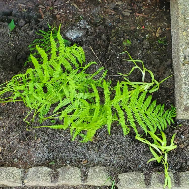 plant image 1709728 plant image 1709728