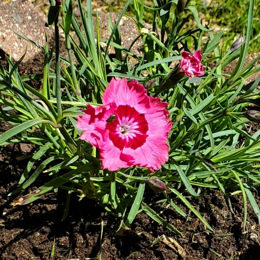 plant image 1709729 plant image 1709729