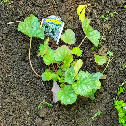 plant image 1709774