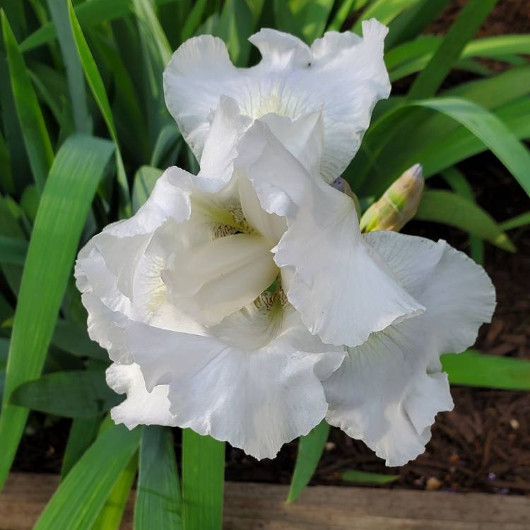 plant image 1709934 plant image 1709934