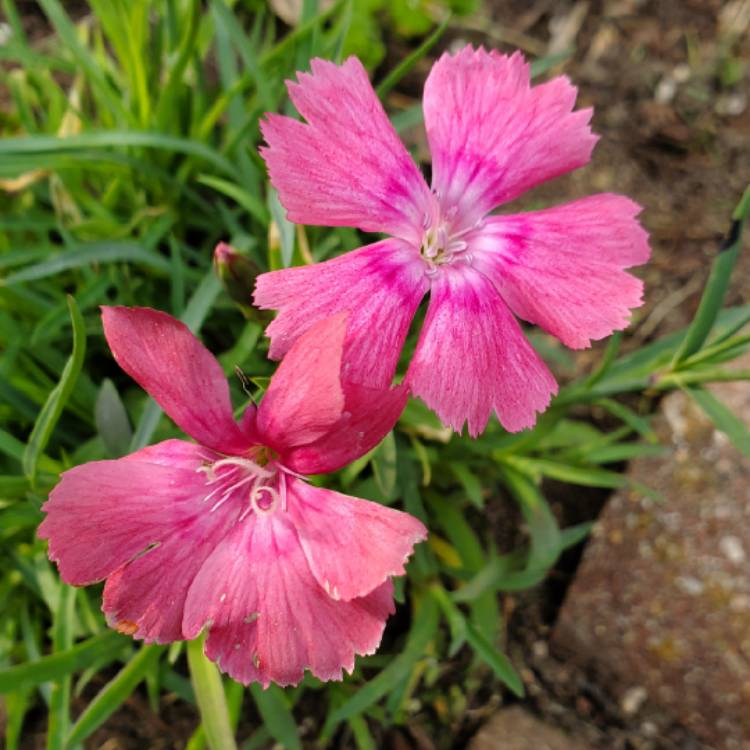 plant image 1709935 plant image 1709935