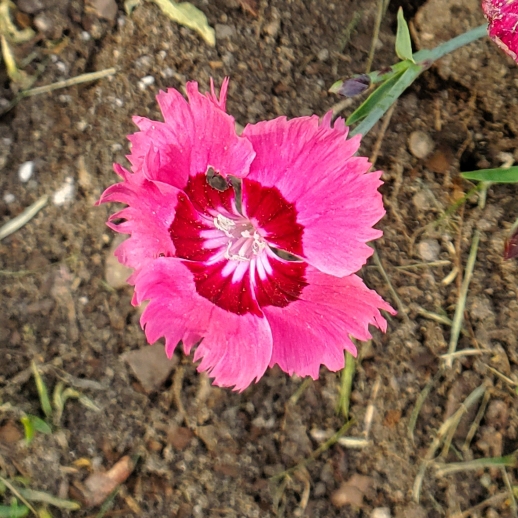 plant image 1709936 plant image 1709936