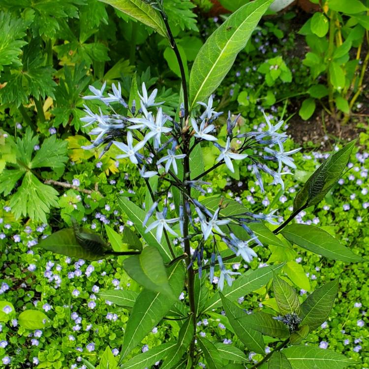 plant image 1710172