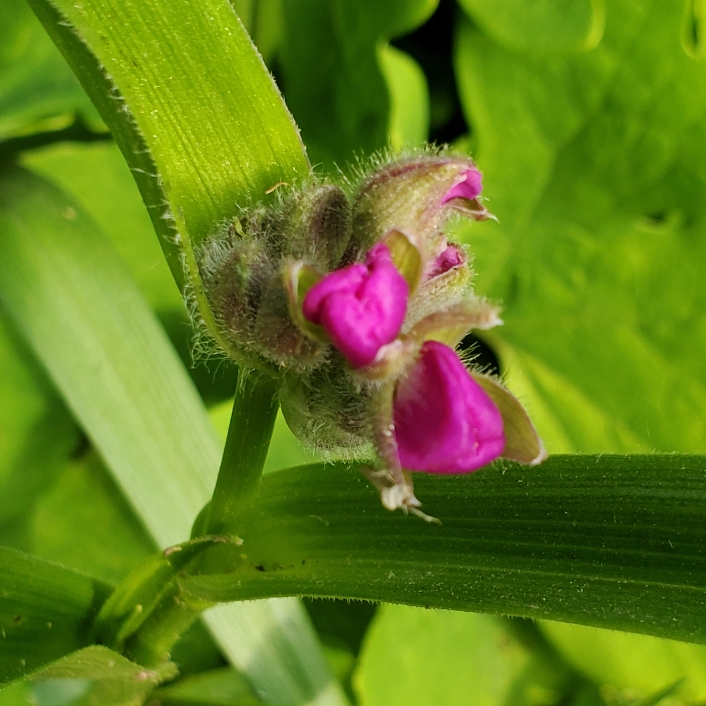 plant image 1710422 plant image 1710422