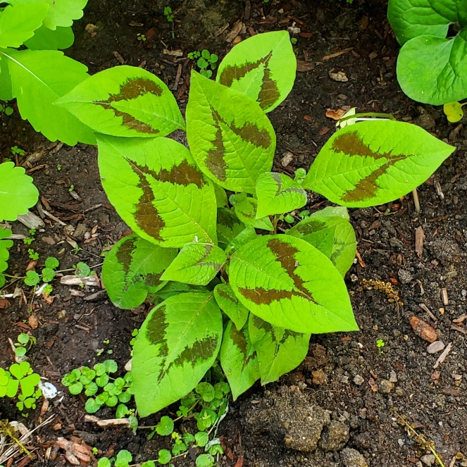 plant image 1710524 plant image 1710524