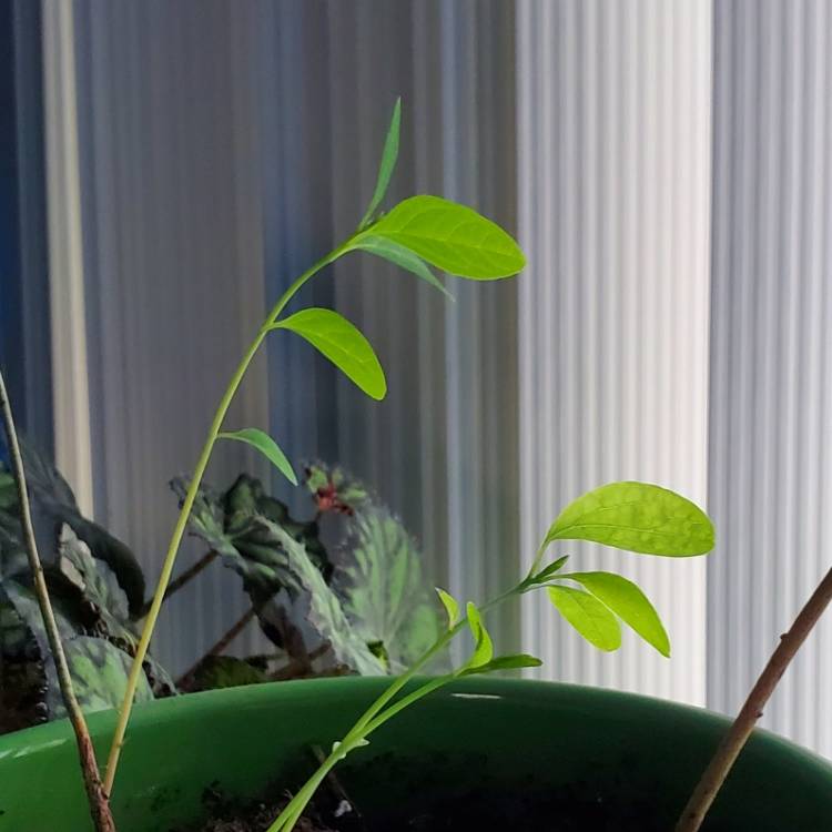 plant image 1710577 plant image 1710577