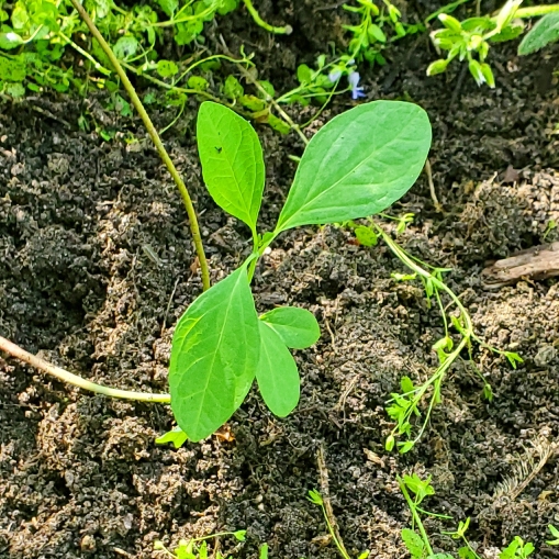 plant image 1710945 plant image 1710945