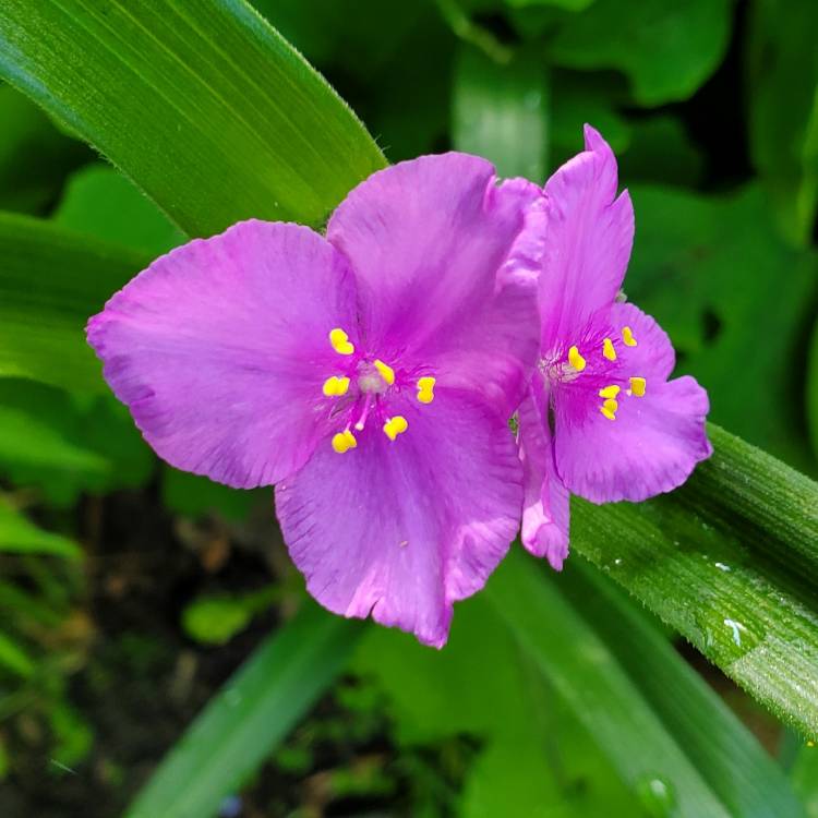 plant image 1711094 plant image 1711094