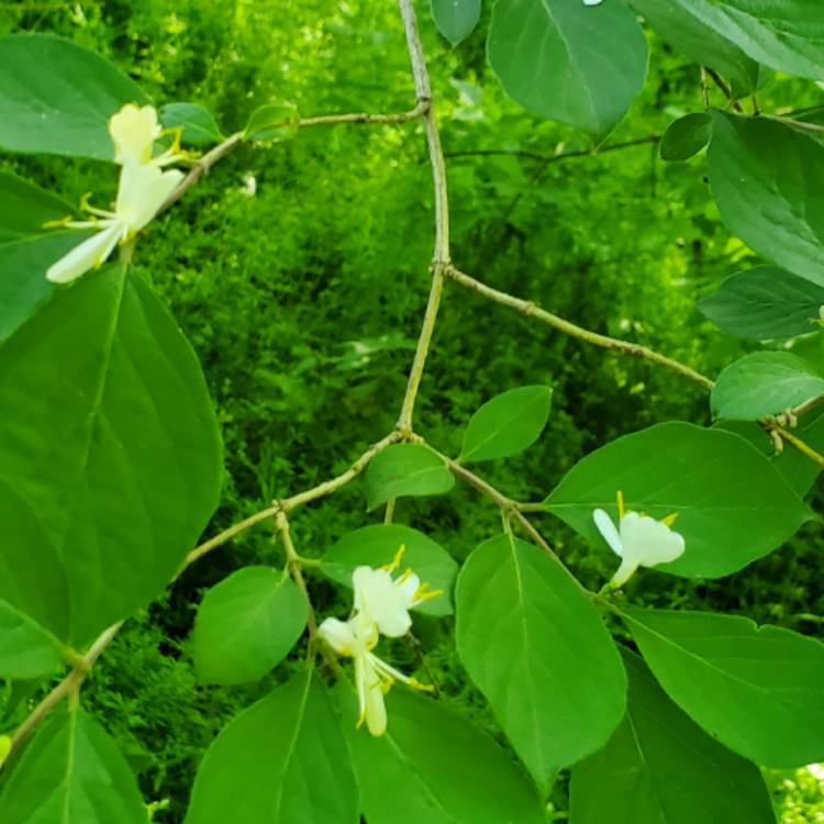 plant image 1711222 plant image 1711222