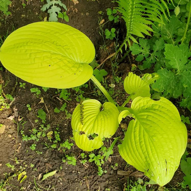 plant image 1711244 plant image 1711244