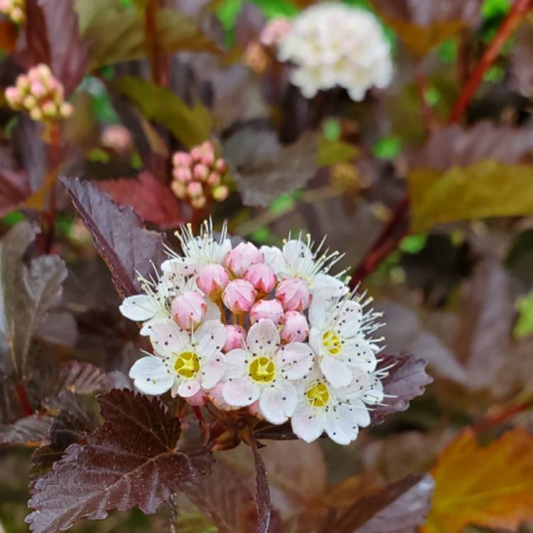 plant image 1711254 plant image 1711254