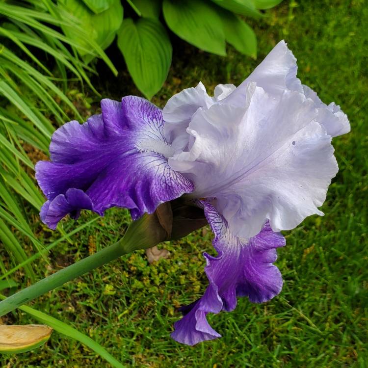 plant image 1711256 plant image 1711256