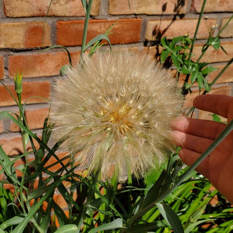plant image 1711834 plant image 1711834