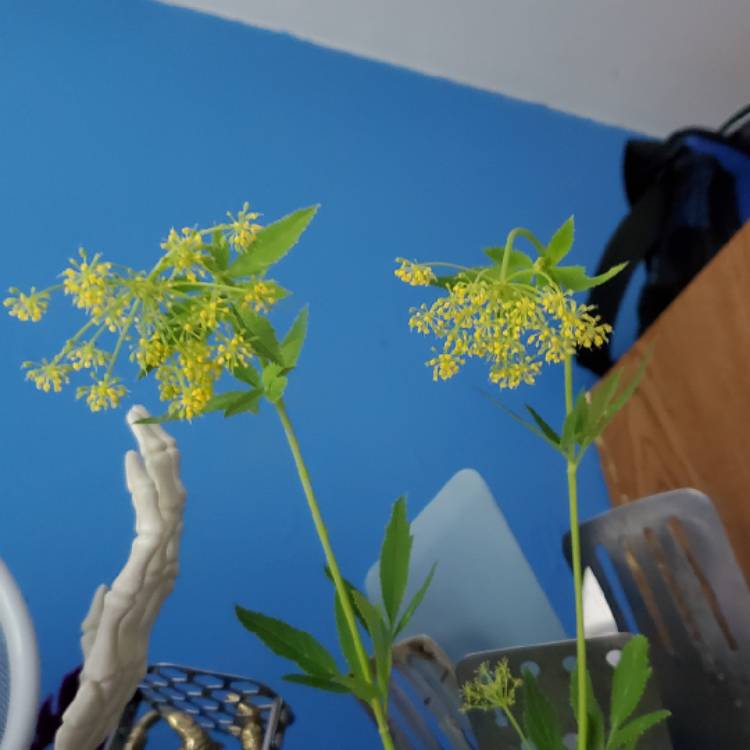plant image 1712435 plant image 1712435