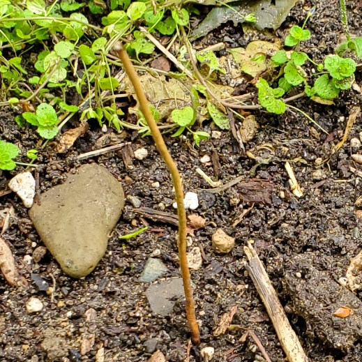 plant image 1712607 plant image 1712607