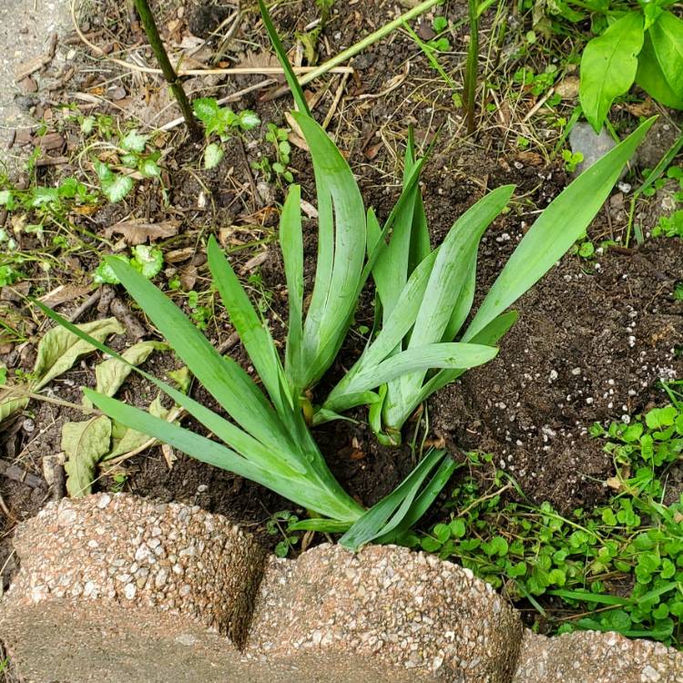 plant image 1713222