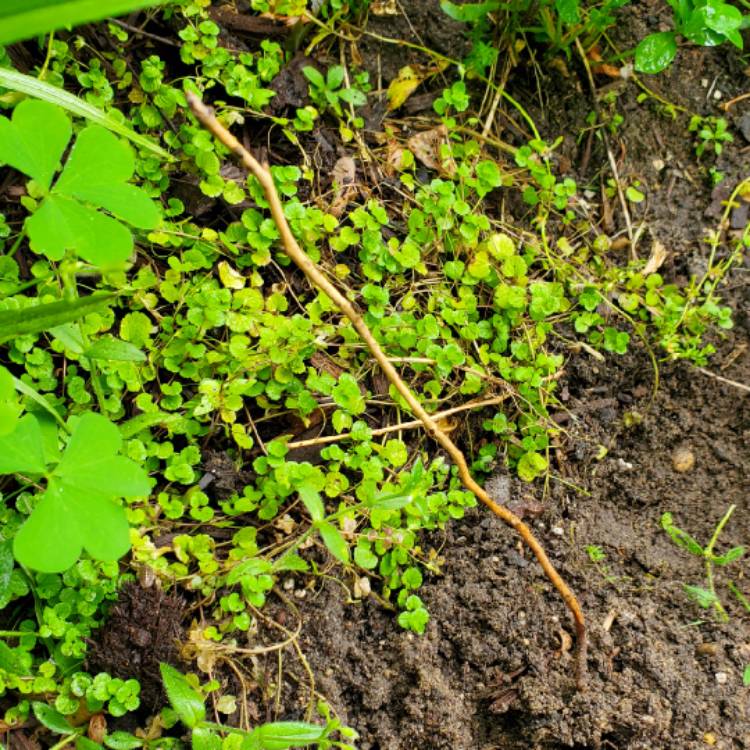plant image 1713393 plant image 1713393