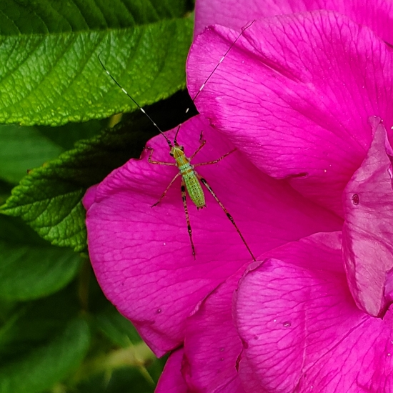 plant image 1713769 plant image 1713769