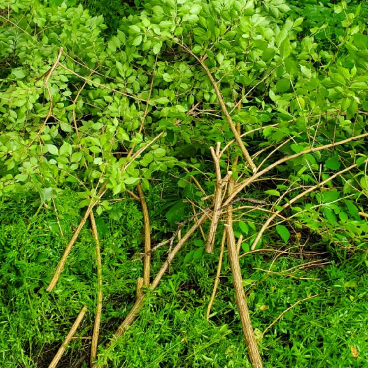 plant image 1713770 plant image 1713770