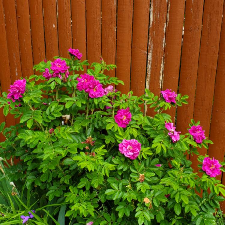 plant image 1713896 plant image 1713896
