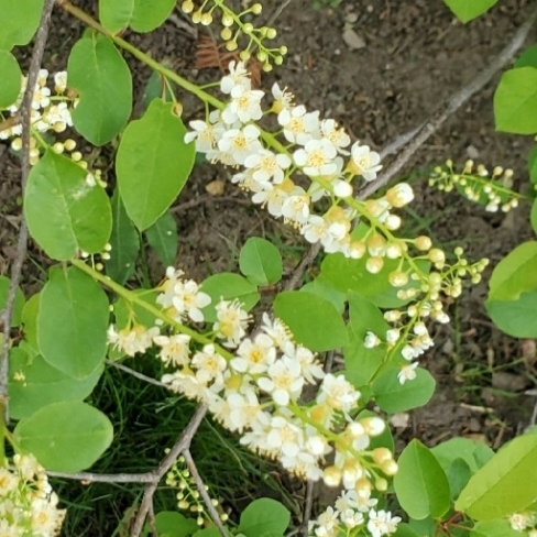 plant image 1714919 plant image 1714919