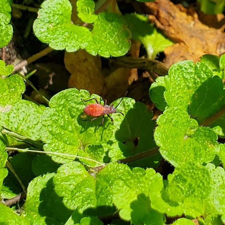 Plant image Veronica filiformis