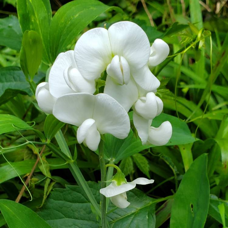 plant image 1715218 plant image 1715218