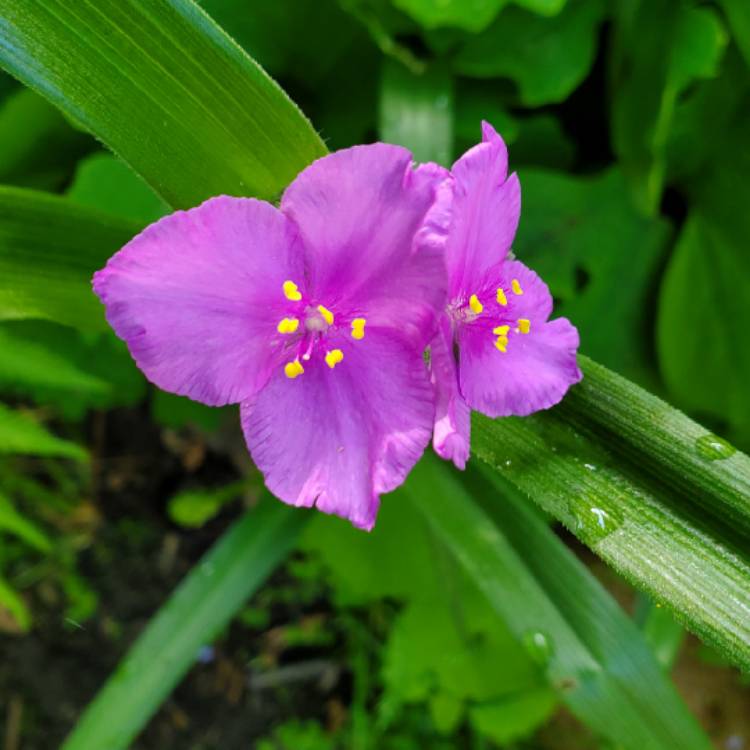 plant image 1715293 plant image 1715293