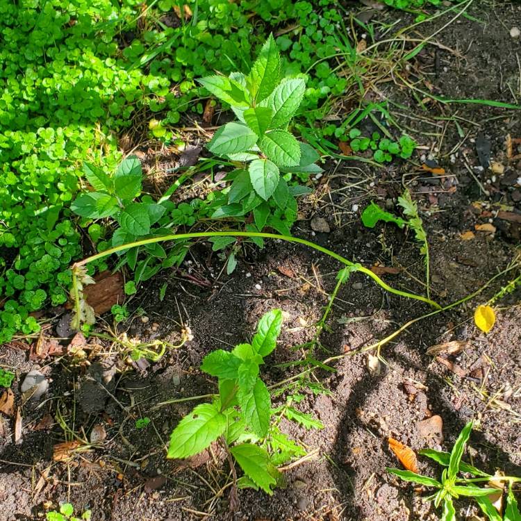 plant image 1715495 plant image 1715495
